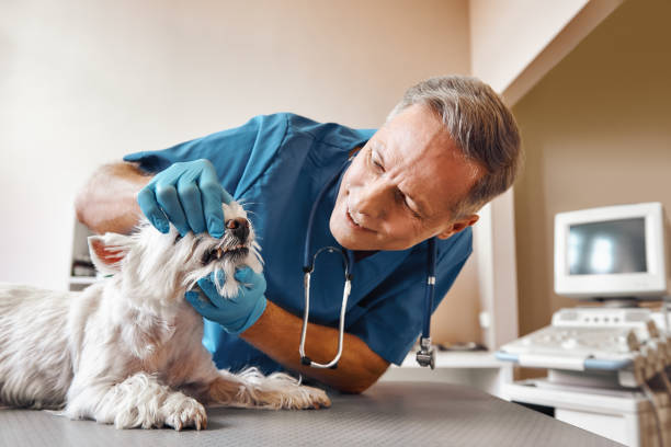 Best Same-Day Emergency Dentist in Mammoth Lakes, CA